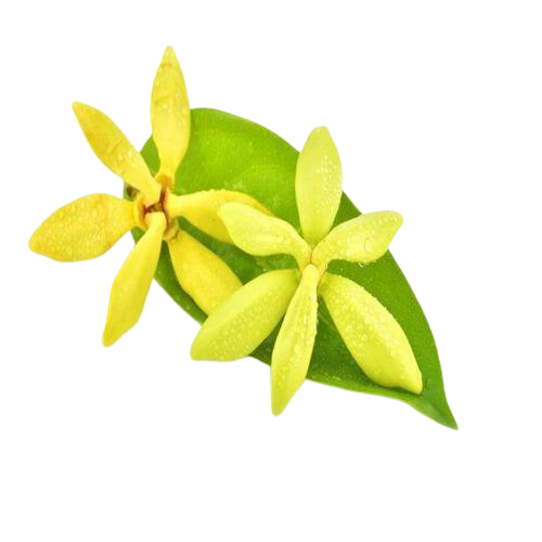 Marque Blanche | Huile Essentielle d'Ylang Ylang Bio | 10ML
