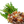 Load image into Gallery viewer, Mirre Etherische olie Biologisch | 10 ML