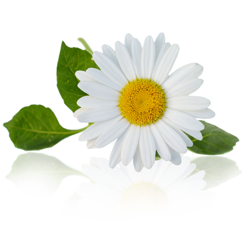 Marque Blanche | Huile Essentielle de Camomille Bio | 10ML