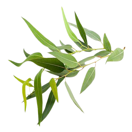 Marque Blanche | Huile Essentielle d'Eucalyptus Bio | 10ML