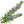 Load image into Gallery viewer, Rozemarijn Etherische olie Biologisch | 10 ML