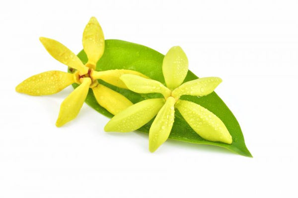 Ylang Ylang Essential Oil Organic | 10ML